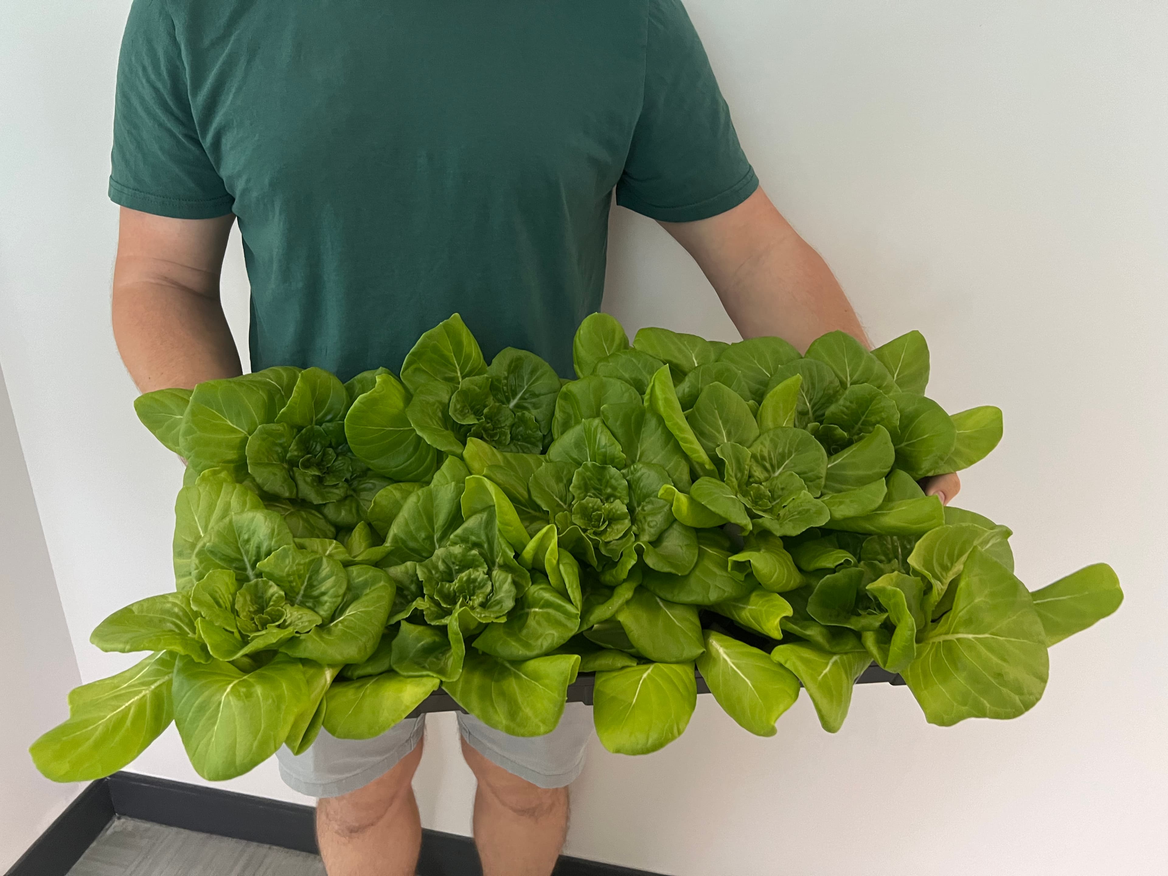Hydroponic greens under controlled lighting